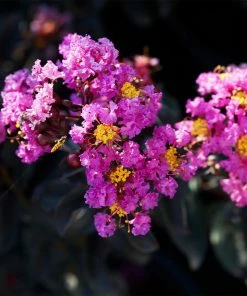 Fast Growing Trees Black Diamond® Crape Myrtle - Purely Purple™ Crape Myrtles 8 Fast Growing Trees Black Diamond® Crape Myrtle - Purely Purple™ Crape Myrtles