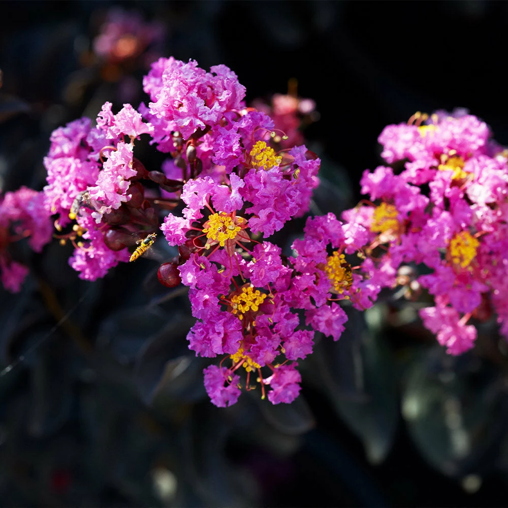 Fast Growing Trees Black Diamond® Crape Myrtle - Purely Purple™ Crape Myrtles 5 Fast Growing Trees Black Diamond® Crape Myrtle - Purely Purple™ Crape Myrtles