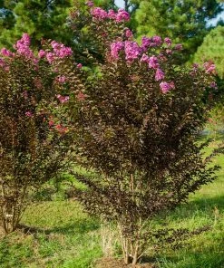 Fast Growing Trees Black Diamond® Crape Myrtle - Purely Purple™ Crape Myrtles 9 Fast Growing Trees Black Diamond® Crape Myrtle - Purely Purple™ Crape Myrtles