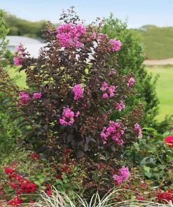 Fast Growing Trees Black Diamond® Crape Myrtle - Purely Purple™ Crape Myrtles