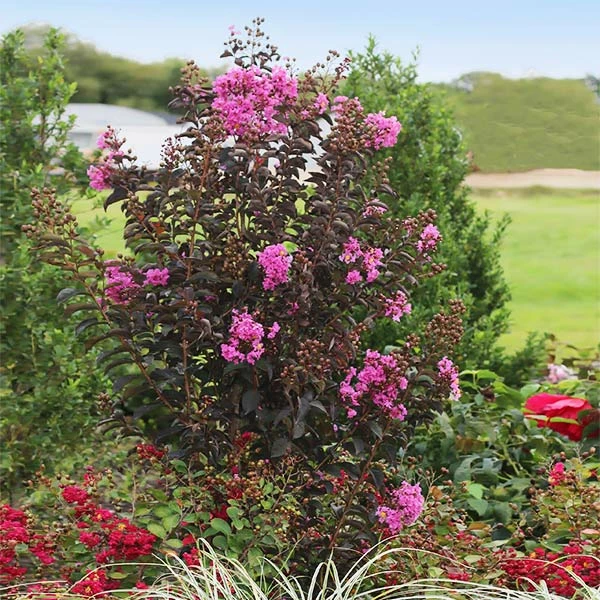 Fast Growing Trees Black Diamond® Crape Myrtle - Purely Purple™ Crape Myrtles 3 Fast Growing Trees Black Diamond® Crape Myrtle - Purely Purple™ Crape Myrtles