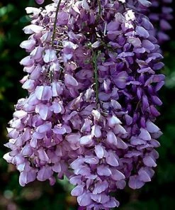 Fast Growing Trees See All Shrubs & Hedges Purple Wisteria Vine