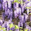 Fast Growing Trees See All Shrubs & Hedges Purple Wisteria Vine
