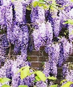 Fast Growing Trees See All Shrubs & Hedges Purple Wisteria Vine