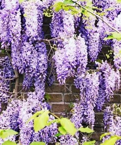 Fast Growing Trees See All Shrubs & Hedges Purple Wisteria Vine