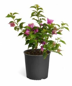 Fast Growing Trees New River Purple Bougainvillea See All Shrubs & Hedges