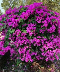 Fast Growing Trees New River Purple Bougainvillea See All Shrubs & Hedges