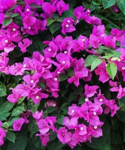Fast Growing Trees New River Purple Bougainvillea See All Shrubs & Hedges