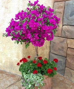 Fast Growing Trees New River Purple Bougainvillea See All Shrubs & Hedges