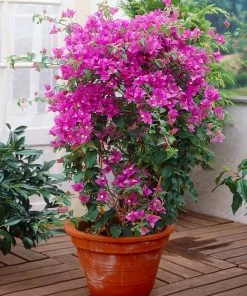 Fast Growing Trees New River Purple Bougainvillea See All Shrubs & Hedges