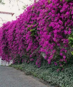 Fast Growing Trees New River Purple Bougainvillea See All Shrubs & Hedges