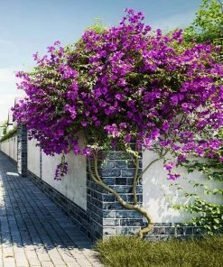 Fast Growing Trees New River Purple Bougainvillea See All Shrubs & Hedges