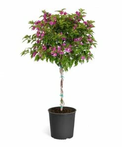 Fast Growing Trees New River Purple Bougainvillea See All Shrubs & Hedges