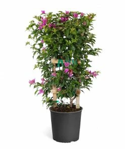 Fast Growing Trees New River Purple Bougainvillea See All Shrubs & Hedges
