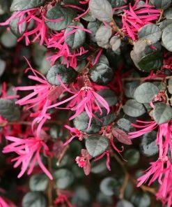 Fast Growing Trees Purple Daydream® Dwarf Loropetalum 11 Fast Growing Trees Purple Daydream® Dwarf Loropetalum