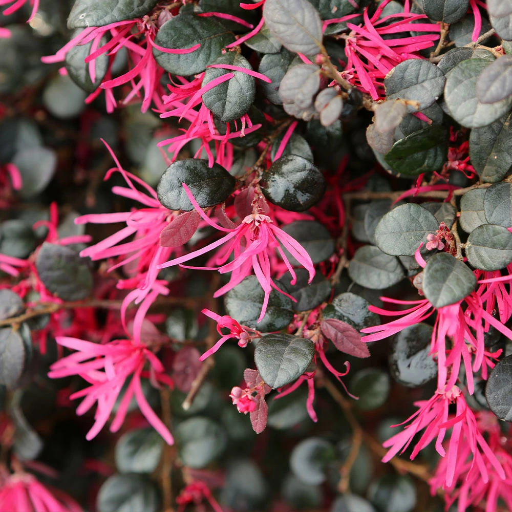 Fast Growing Trees Purple Daydream® Dwarf Loropetalum 5 Fast Growing Trees Purple Daydream® Dwarf Loropetalum