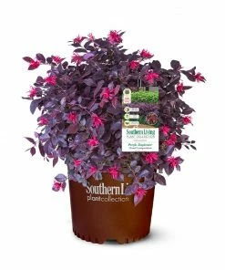 Fast Growing Trees Purple Daydream® Dwarf Loropetalum 14 Fast Growing Trees Purple Daydream® Dwarf Loropetalum