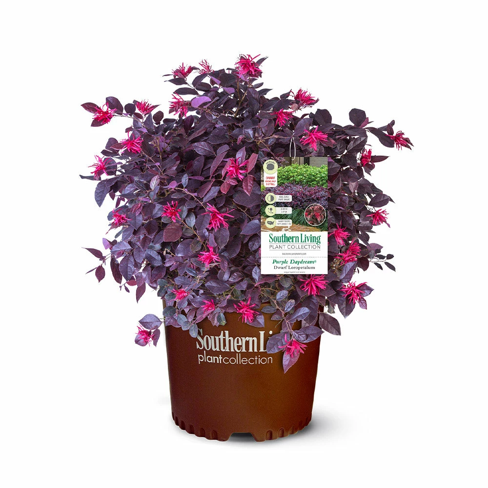 Fast Growing Trees Purple Daydream® Dwarf Loropetalum 8 Fast Growing Trees Purple Daydream® Dwarf Loropetalum