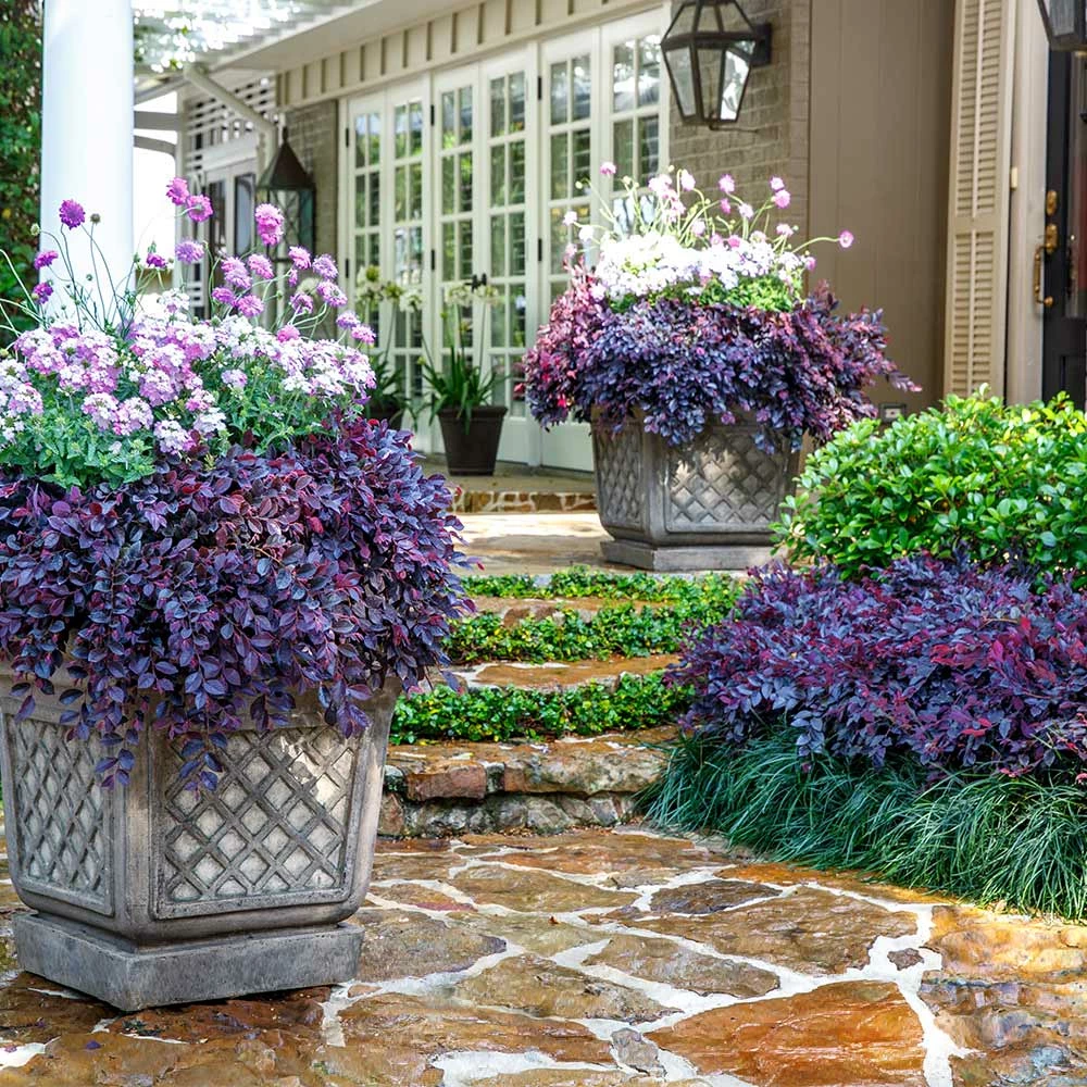 Fast Growing Trees Purple Daydream® Dwarf Loropetalum 4 Fast Growing Trees Purple Daydream® Dwarf Loropetalum