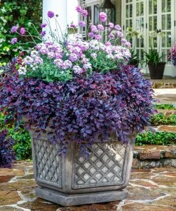 Fast Growing Trees Purple Daydream® Dwarf Loropetalum 12 Fast Growing Trees Purple Daydream® Dwarf Loropetalum