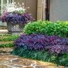 Fast Growing Trees Purple Daydream® Dwarf Loropetalum 2 Fast Growing Trees Purple Daydream® Dwarf Loropetalum