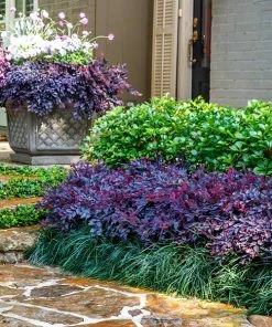 Fast Growing Trees Purple Daydream® Dwarf Loropetalum