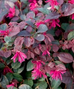 Fast Growing Trees Purple Diamond® Semi-Dwarf Loropetalum 10 Fast Growing Trees Purple Diamond® Semi-Dwarf Loropetalum