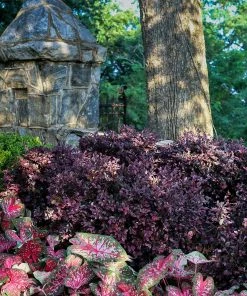 Fast Growing Trees Purple Diamond® Semi-Dwarf Loropetalum 11 Fast Growing Trees Purple Diamond® Semi-Dwarf Loropetalum