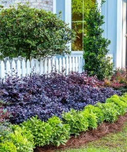 Fast Growing Trees Purple Diamond® Semi-Dwarf Loropetalum