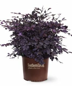Fast Growing Trees Purple Diamond® Semi-Dwarf Loropetalum 12 Fast Growing Trees Purple Diamond® Semi-Dwarf Loropetalum