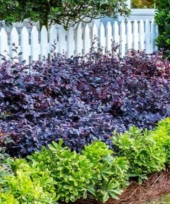 Fast Growing Trees Purple Diamond® Semi-Dwarf Loropetalum