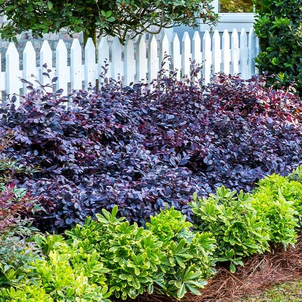 Fast Growing Trees Purple Diamond® Semi-Dwarf Loropetalum 3 Fast Growing Trees Purple Diamond® Semi-Dwarf Loropetalum