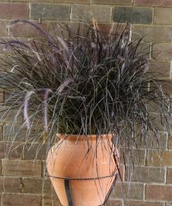 Fast Growing Trees Purple Fountain Grass Ornamental Grasses