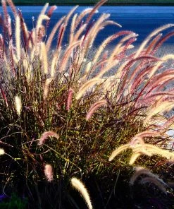 Fast Growing Trees Purple Fountain Grass Ornamental Grasses
