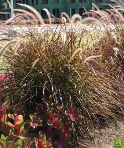 Fast Growing Trees Purple Fountain Grass Ornamental Grasses