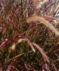 Fast Growing Trees Purple Fountain Grass Ornamental Grasses