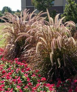 Fast Growing Trees Purple Fountain Grass Ornamental Grasses