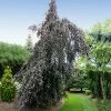 Fast Growing Trees Purple Fountain Weeping Beech Tree See All Shade Trees 2 Fast Growing Trees Purple Fountain Weeping Beech Tree See All Shade Trees