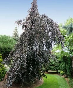Fast Growing Trees Purple Fountain Weeping Beech Tree See All Shade Trees