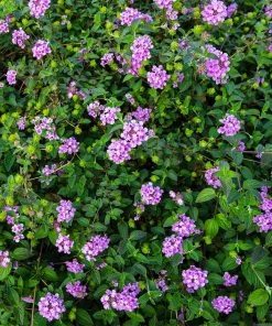 Fast Growing Trees Purple Lantana