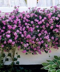 Fast Growing Trees Purple Lantana