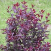 Fast Growing Trees Purpleleaf Sand Cherry Pink Flowers 1 Fast Growing Trees Purpleleaf Sand Cherry Pink Flowers