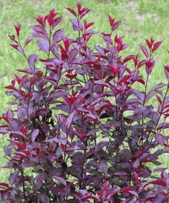 Fast Growing Trees Purpleleaf Sand Cherry Pink Flowers