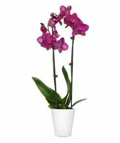 Fast Growing Trees Orchid Plant In White Pot