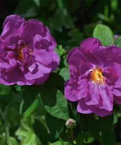 Fast Growing Trees Roses Purple Pavement Rose