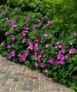 Fast Growing Trees Roses Purple Pavement Rose