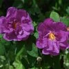 Fast Growing Trees Roses Purple Pavement Rose