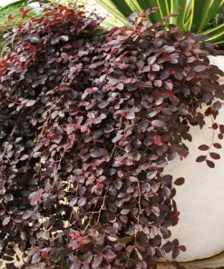Fast Growing Trees Purple Pixie® Dwarf Weeping Loropetalum