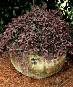 Fast Growing Trees Purple Pixie® Dwarf Weeping Loropetalum