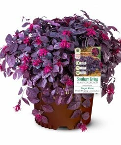 Fast Growing Trees Purple Pixie® Dwarf Weeping Loropetalum